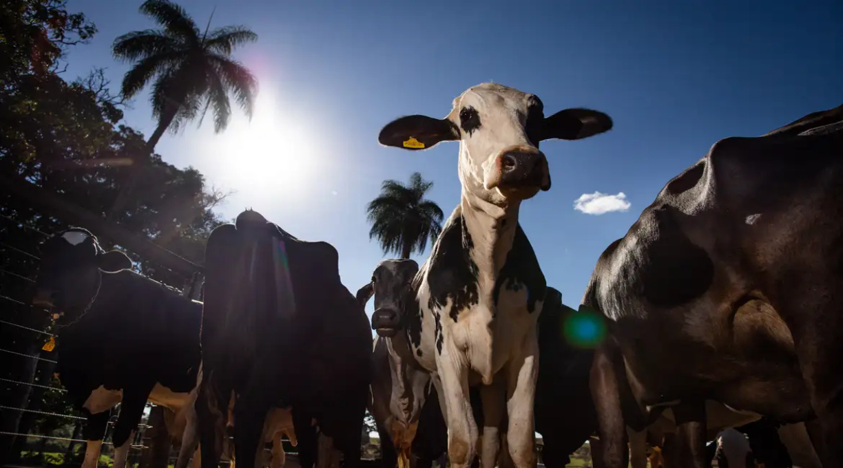 União Europeia oficializa veto à carne brasileira a partir de setembro 1 União Europeia oficializa veto à carne brasileira a partir de setembro 1