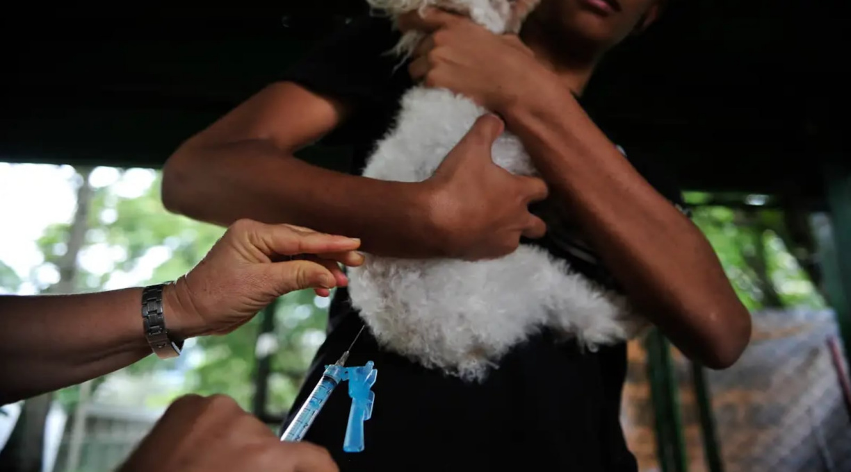 Governo publica lei que criminaliza o exercício ilegal da medicina veterinária 1 Governo publica lei que criminaliza o exercício ilegal da medicina veterinária 1