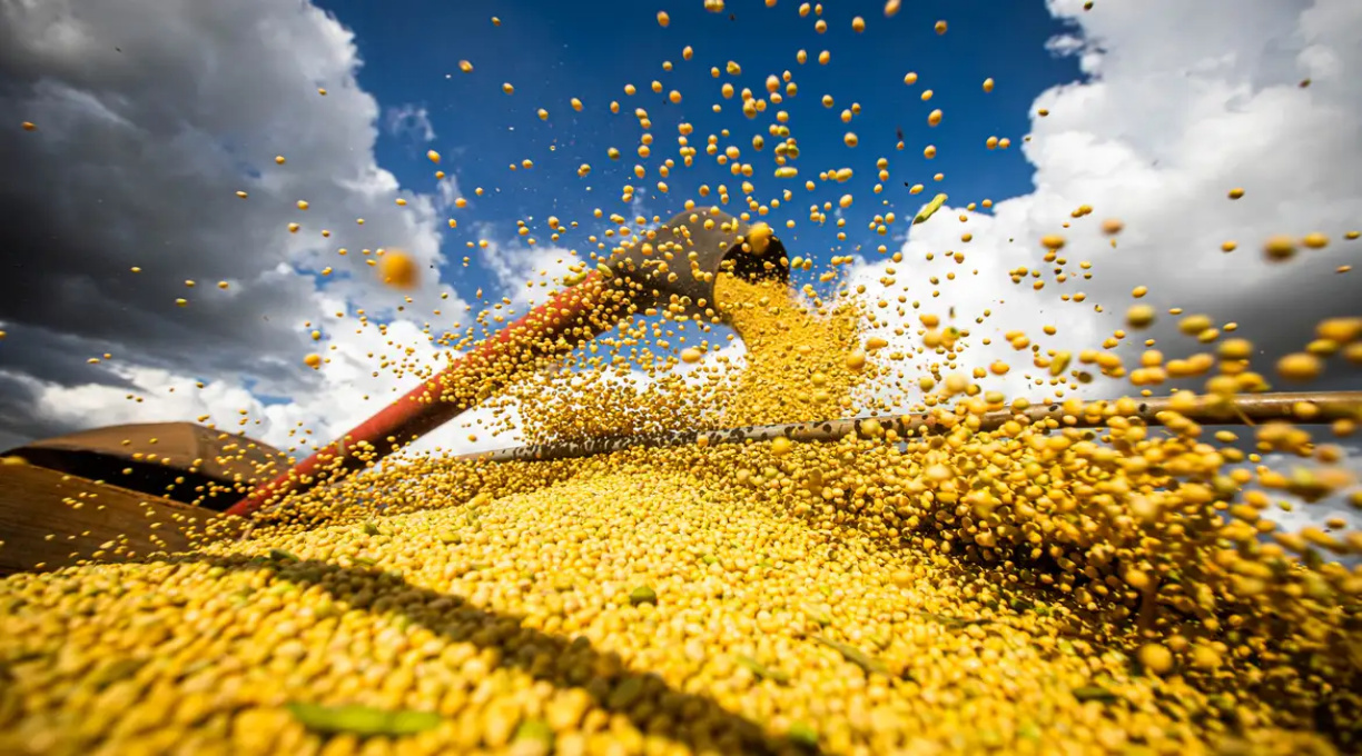 Conab: produção de grãos pode chegar a 358,6 milhões de toneladas 5 Conab: produção de grãos pode chegar a 358,6 milhões de toneladas 5
