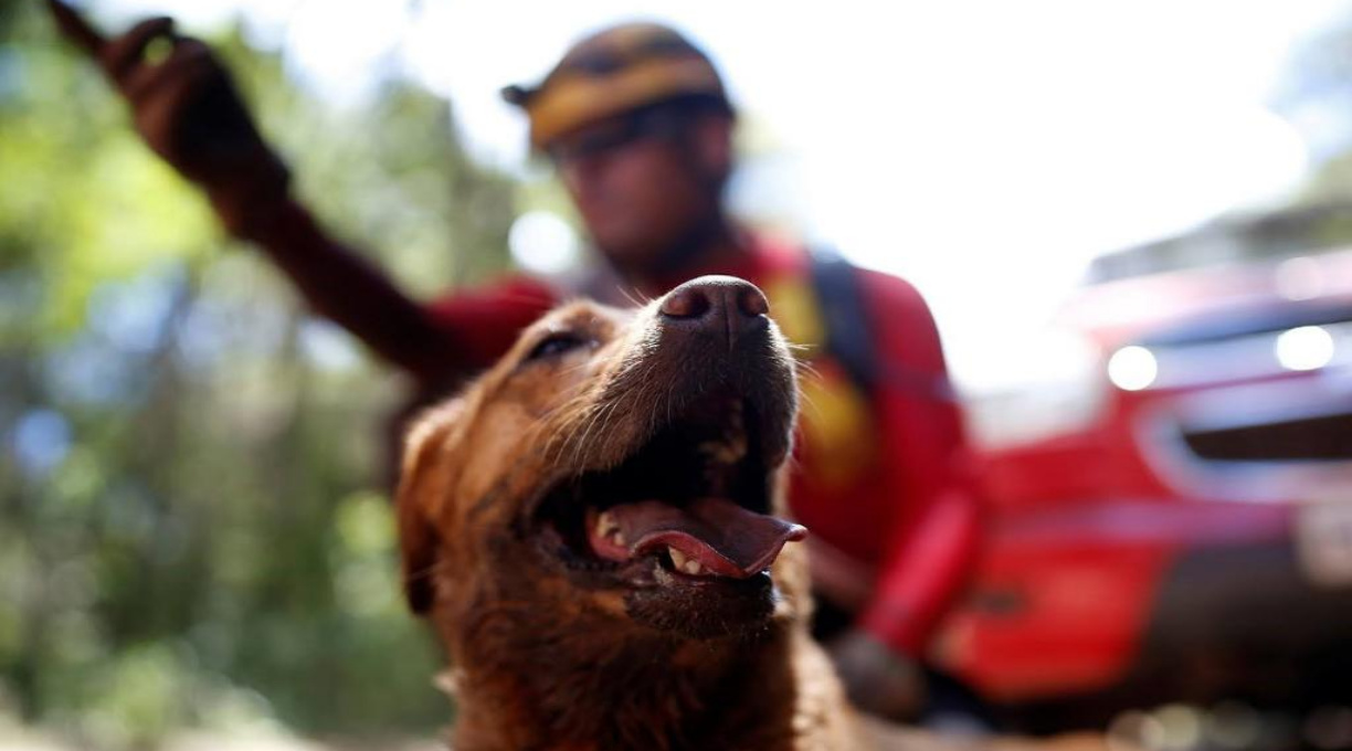 Mato Grosso sediará Certificação Nacional de Cães de Busca, Resgate e Salvamento 3