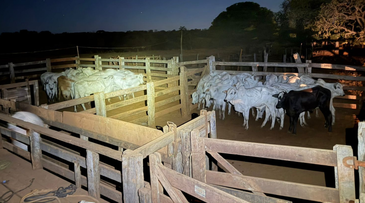 DERF recupera 33 cabeças de gado avaliadas em R$ 132 mil, horas após registro de furto em Rondonópolis 3