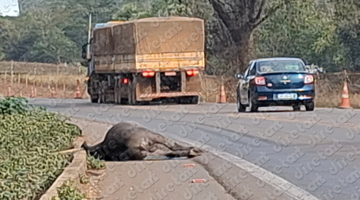 Anta de grande porte é encontrada morta no Anel Viário após ser atropelada na madrugada 1 Anta de grande porte é encontrada morta no Anel Viário após ser atropelada na madrugada 1