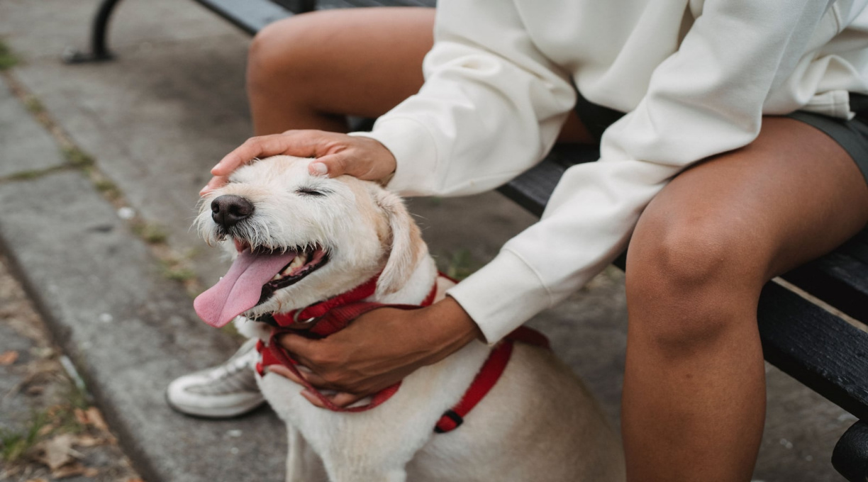 Como os cães conseguem identificar sentimentos de raiva, medo e alegria em humanos 1 Como os cães conseguem identificar sentimentos de raiva, medo e alegria em humanos 1