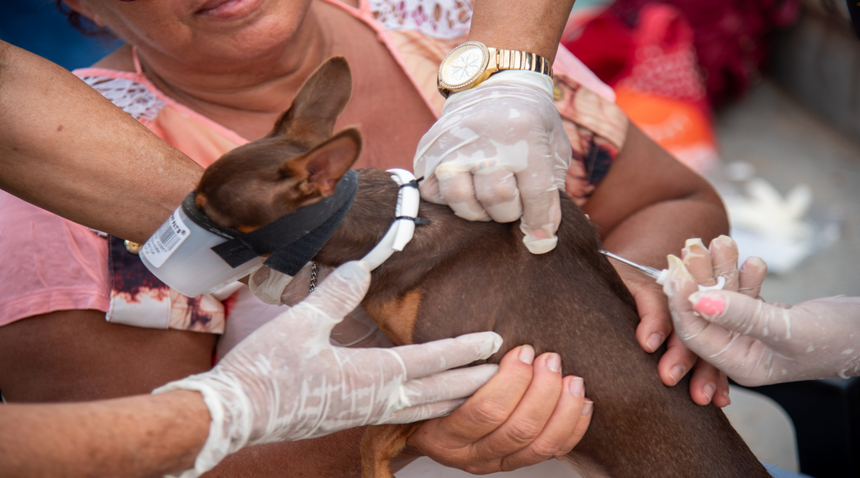 Prefeitura intensifica vacinação antirrábica em Rondonópolis buscando ampliar proteção de cães e gatos 2