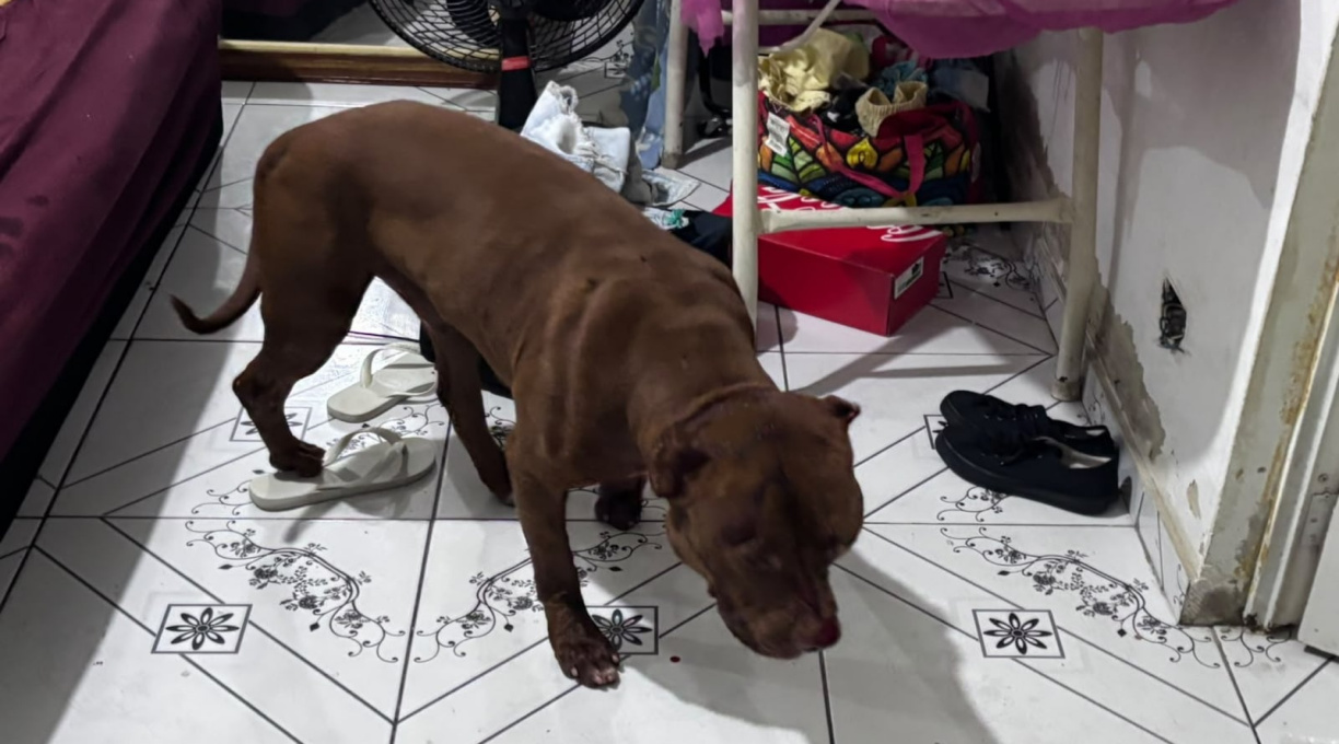Criança de 3 anos morre após ser atacada por pitbull em Cosmos, no Rio; tutor do animal foi preso 1