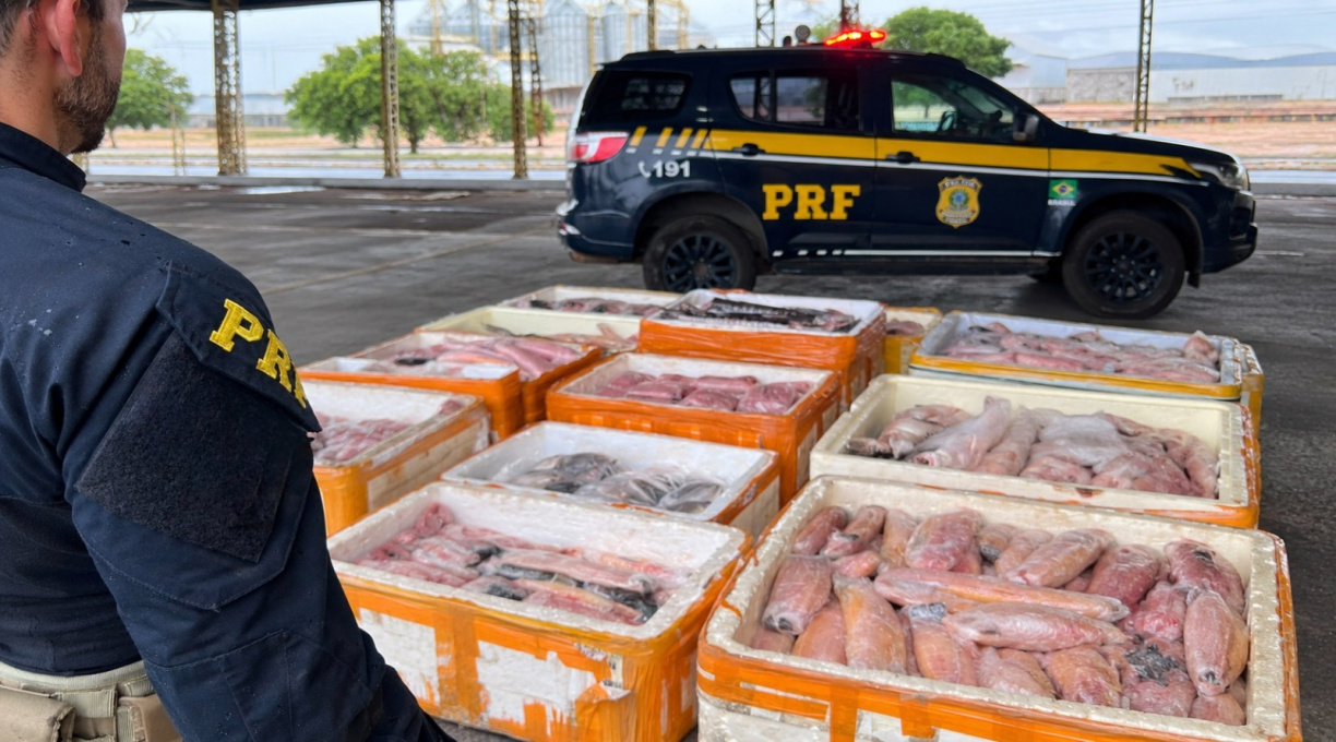 PRF apreende mais de 1 tonelada de pescado irregular na BR-174, em Pontes e Lacerda 2