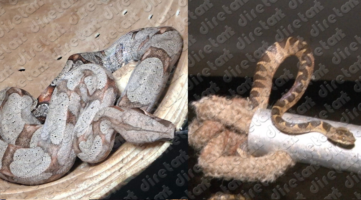 Duas cobras são capturadas pelo Corpo de Bombeiros; uma delas, conhecida como “olho-de-gato”, estava dentro de uma caminhonete 2