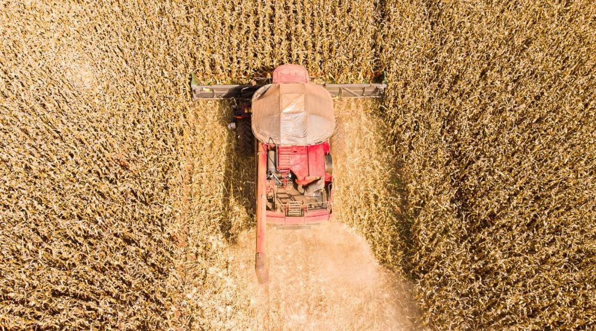 Mato Grosso lidera produção de grãos no Brasil e concentra 59,7% do gergelim nacional 1