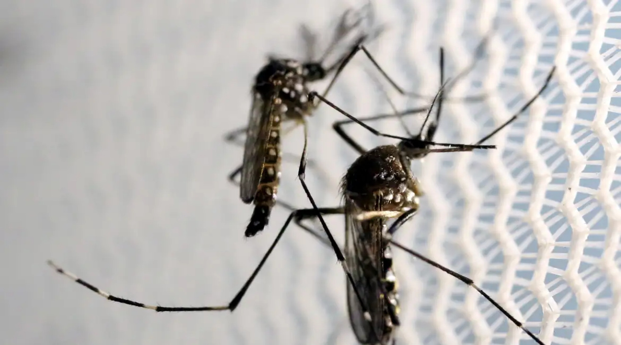 Aedes aegypti: quase metade dos municípios está em alerta ou risco 1