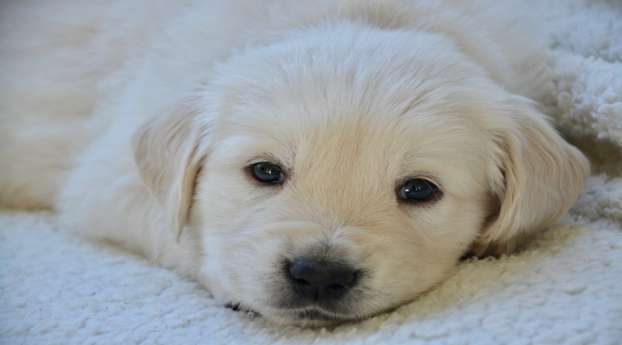 ‘Mãe de primeira viagem’: mulher exige licença-maternidade após adotar cachorro 2